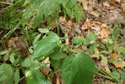 Silene baccifera, photographed by Aleksei Baushev
