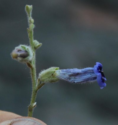 Anticharis scoparia, photographed by Tony Rebelo