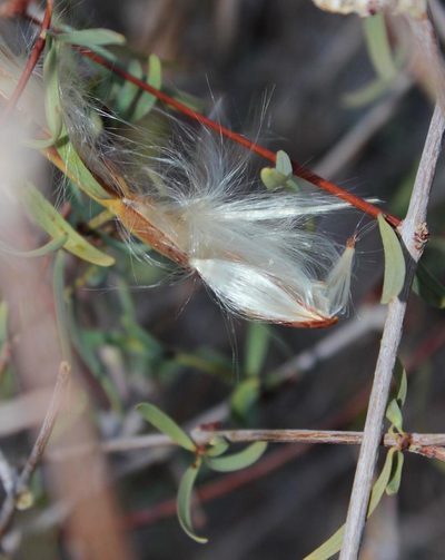 Cryptolepis decidua, photographed by Tony Rebelo