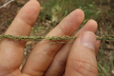 Molinia caerulea, photographed by Aleksei Baushev