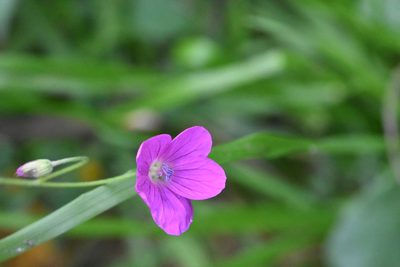 Geranium palustre, photographed by Марина Садыкова