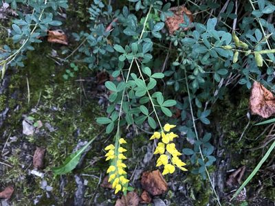 Cytisus nigricans, photographed by Pavel Kacl