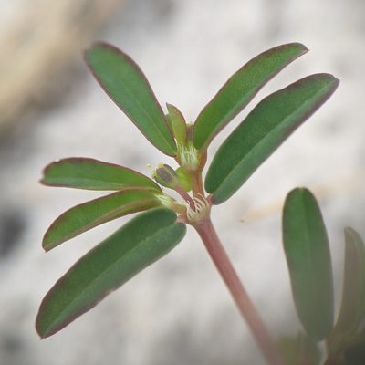 Euphorbia bombensis, photographed by cgmayers