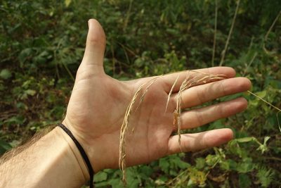 Lolium giganteum, photographed by Aleksei Baushev