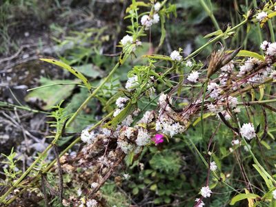 Cuscuta epithymum, photographed by Pavel Kacl