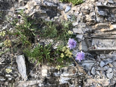 Scabiosa canescens, photographed by Pavel Kacl
