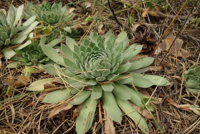 Sempervivum ruthenicum, photographed by Aleksei Baushev