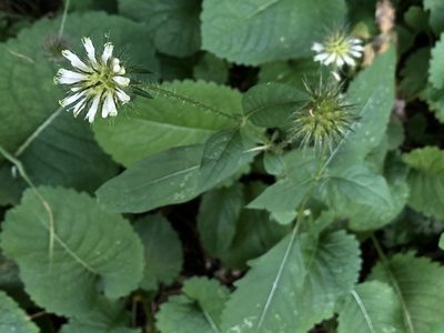 Dipsacus strigosus, photographed by Pavel Kacl