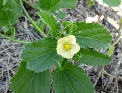 Rhynchosida physocalyx, photographed by Andrew Tree