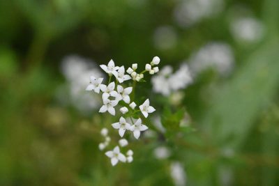 Galium rivale, photographed by Марина Садыкова