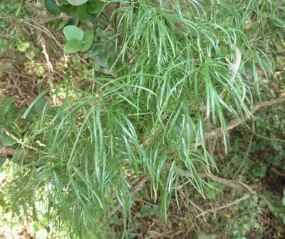 Asparagus angusticladus, photographed by M Kriek