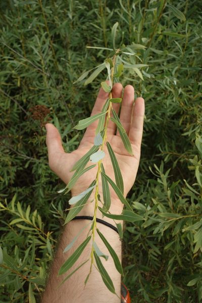 Salix vinogradovii, photographed by Aleksei Baushev