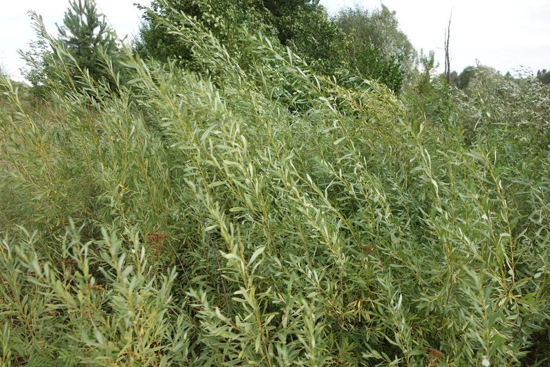 Salix vinogradovii, photographed by Aleksei Baushev