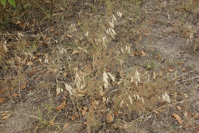 Bromus squarrosus, photographed by Aleksei Baushev
