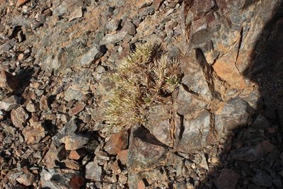 Aptosimum viscosum, photographed by Tony Rebelo