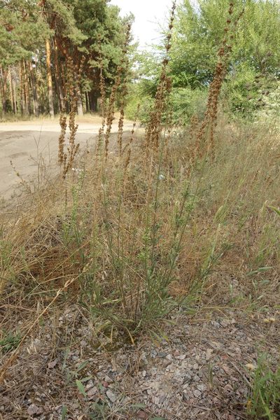 Silene borysthenica, photographed by Aleksei Baushev