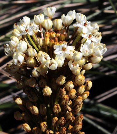 Bulbinella nutans, photographed by Tony Rebelo