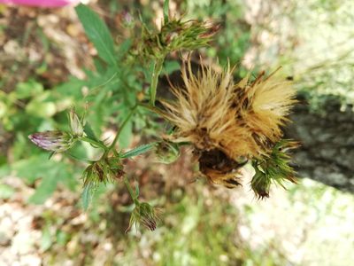 Serratula tinctoria, photographed by Татьяна Максимова