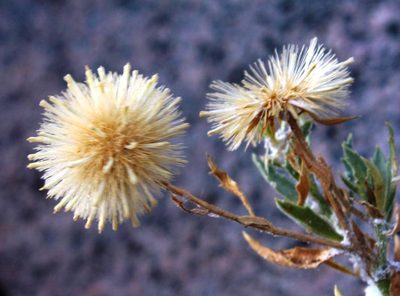 Pegolettia oxyodonta, photographed by Tony Rebelo