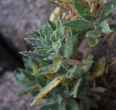 Pegolettia oxyodonta, photographed by Tony Rebelo