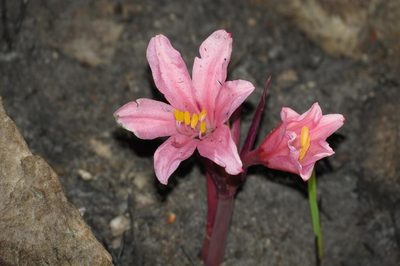 Cyrtanthus debilis, photographed by Brian du Preez