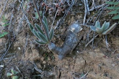 Tylecodon leucothrix, photographed by Brian du Preez