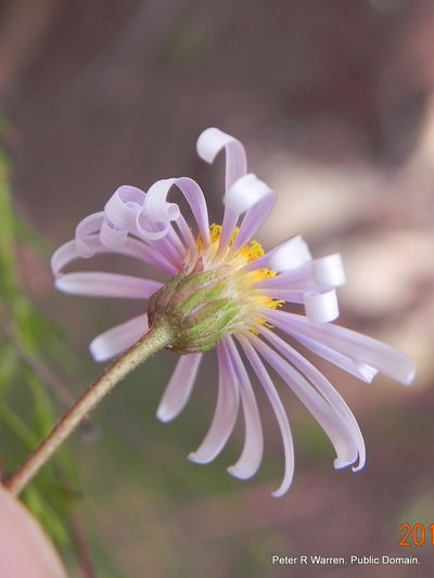 Afroaster pleiocephalus, photographed by Peter Warren