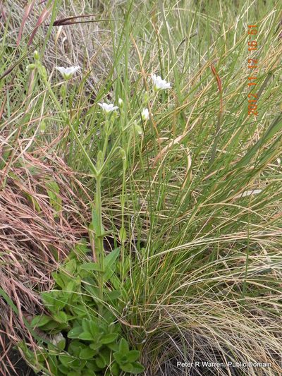 Afroaster pleiocephalus, photographed by Peter Warren