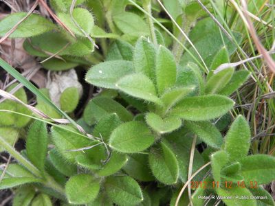 Afroaster pleiocephalus, photographed by Peter Warren