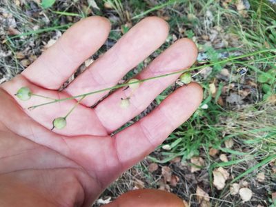 Anthericum ramosum, photographed by Татьяна Максимова