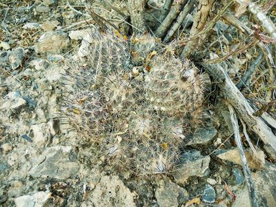 Coryphantha durangensis, photographed by amantedarmanin