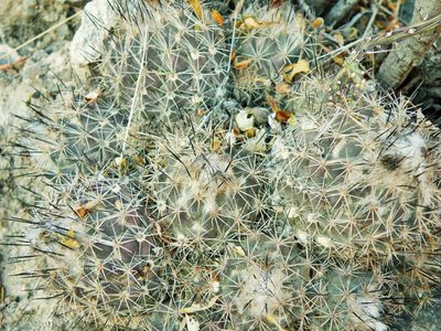 Coryphantha durangensis, photographed by amantedarmanin