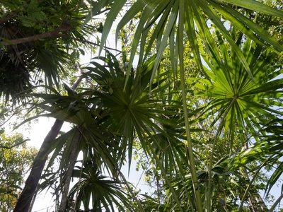 Thrinax radiata, photographed by caymanmatt