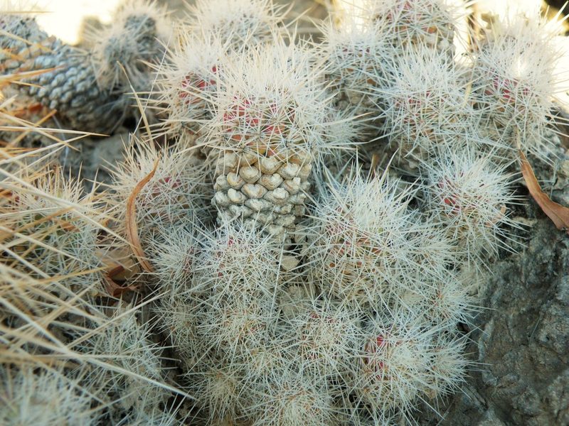 Pelecyphora lloydii, photographed by amantedarmanin