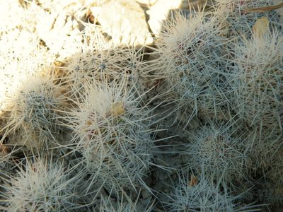 Pelecyphora lloydii, photographed by amantedarmanin