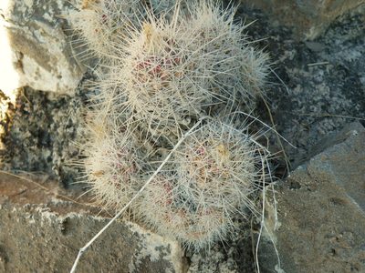 Pelecyphora lloydii, photographed by amantedarmanin