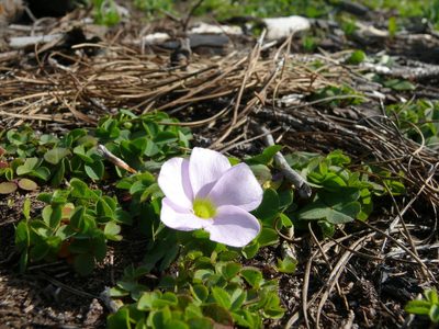 Oxalis minuta, photographed by Tony Rebelo