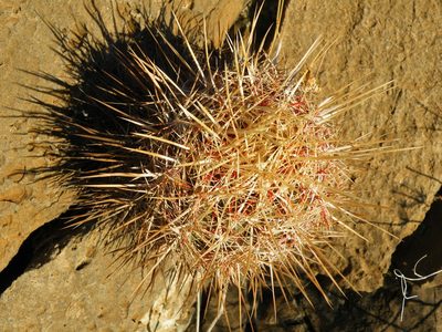Thelocactus bicolor, photographed by amantedarmanin