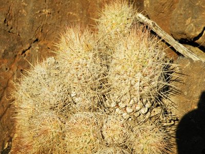 Pelecyphora lloydii, photographed by amantedarmanin