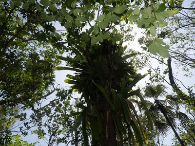 Wittmackia caymanensis, photographed by caymanmatt