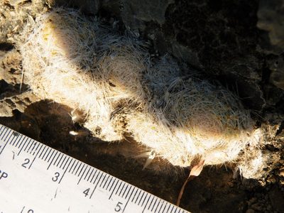 Mammillaria lenta, photographed by amantedarmanin
