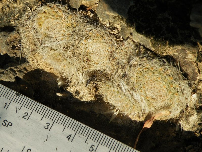 Mammillaria lenta, photographed by amantedarmanin