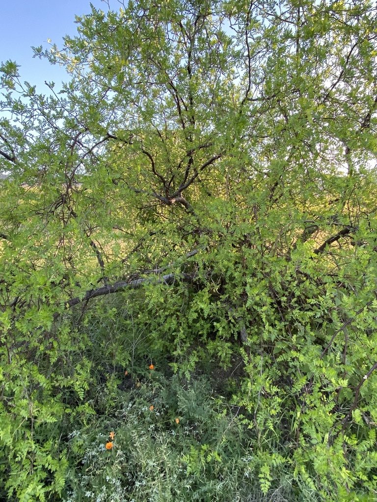 Bursera laxiflora, photographed by Luis Fernando Valdez Ojeda
