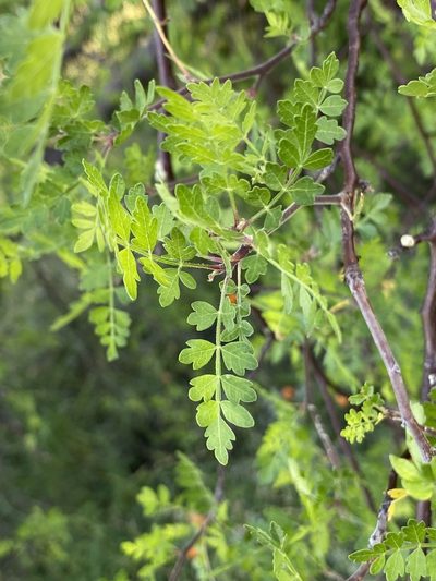 Bursera laxiflora, photographed by Luis Fernando Valdez Ojeda
