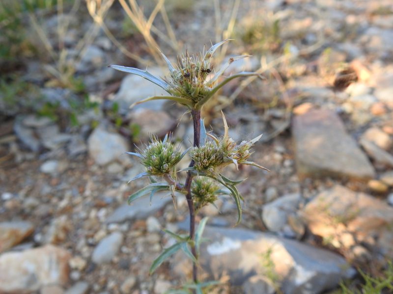 Eryngium dilatatum, photographed by Duarte Frade