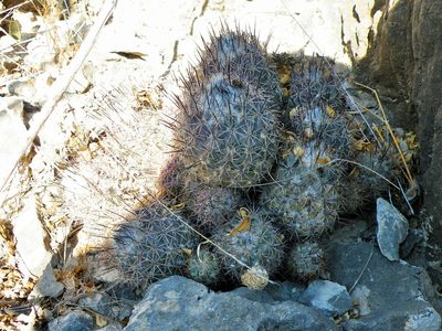 Coryphantha durangensis, photographed by amantedarmanin