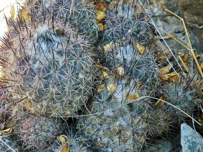 Coryphantha durangensis, photographed by amantedarmanin