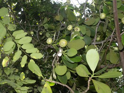Clusia rosea, photographed by caymanmatt
