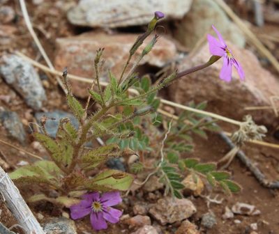Jamesbrittenia glutinosa, photographed by Tony Rebelo