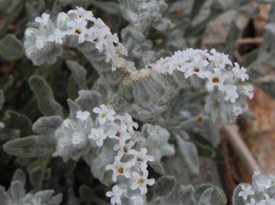 Heliotropium tubulosum, photographed by Tony Rebelo